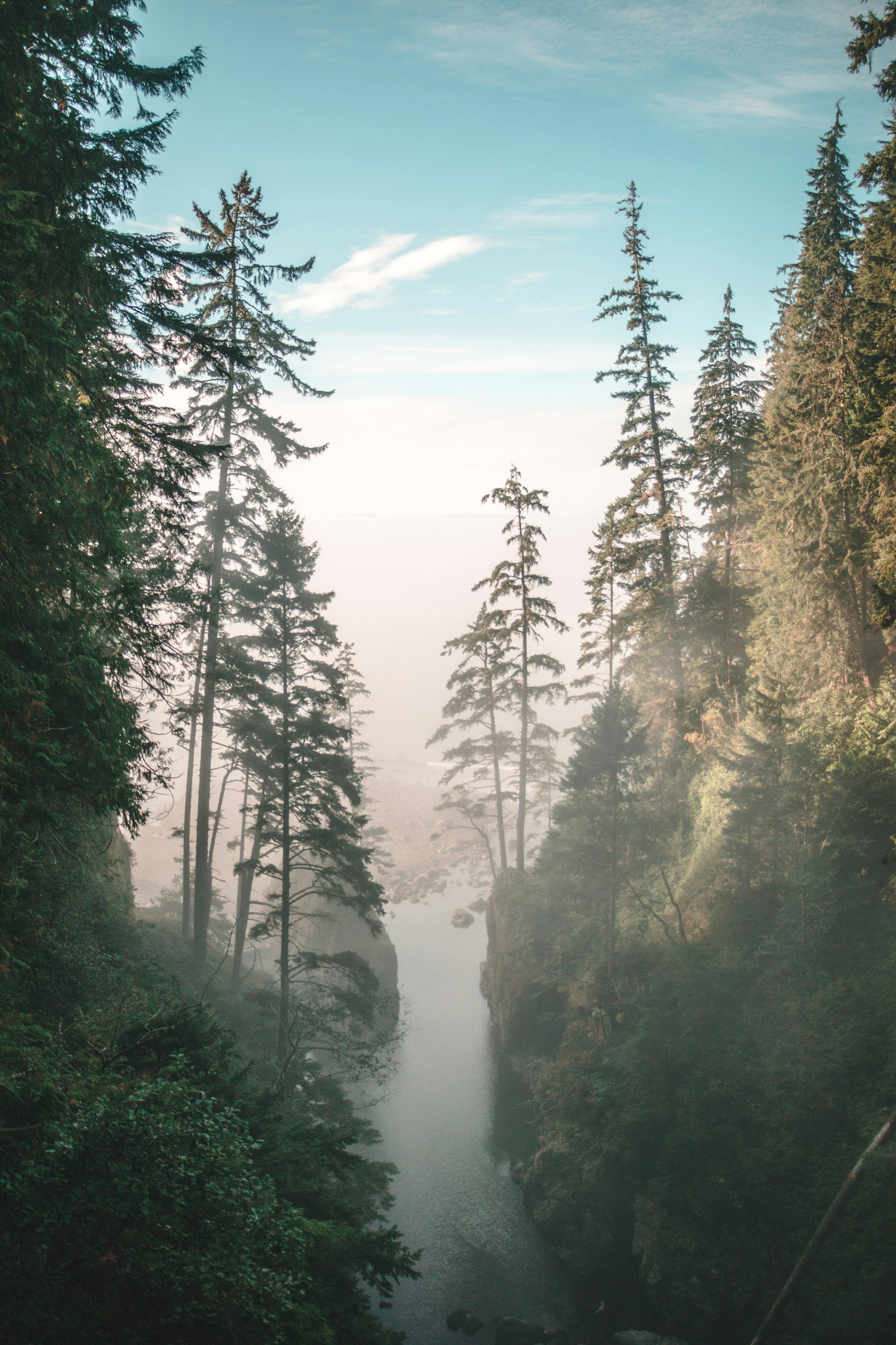 green leaf trees