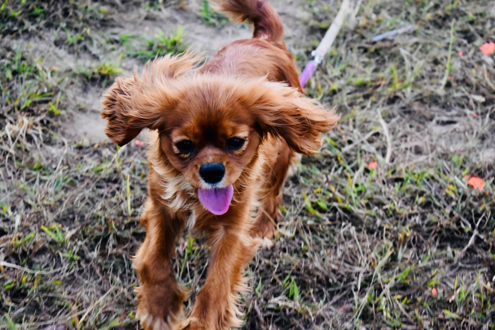 brown long-coat dog on grass