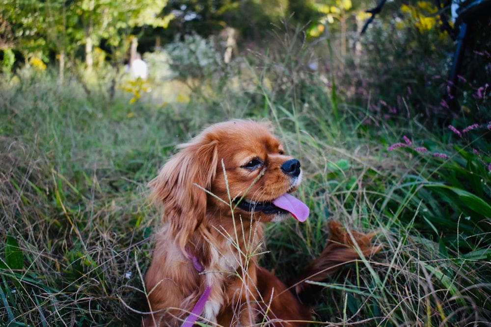 short-coated tan dog