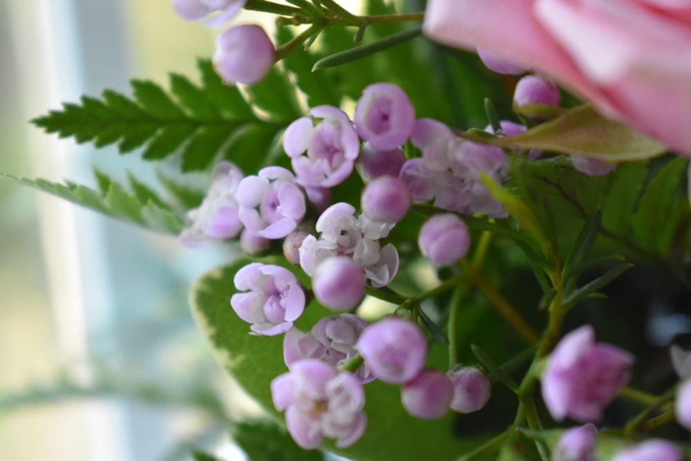 Photo de mise au point sélective d’une fleur aux pétales violets