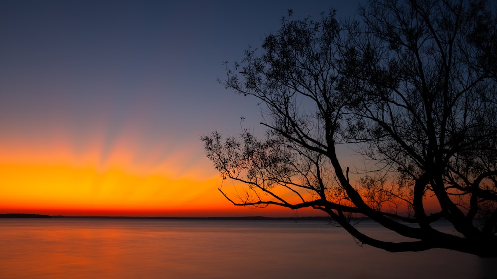 silhouette photography of tree