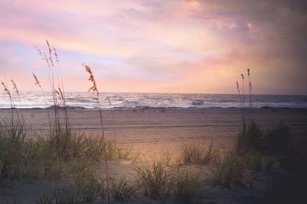 a beach with grass and a body of water in the background