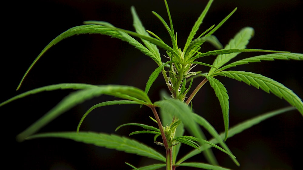 pianta di cannabis verde