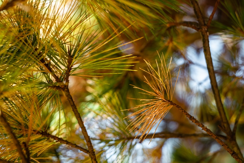 green leaf tree