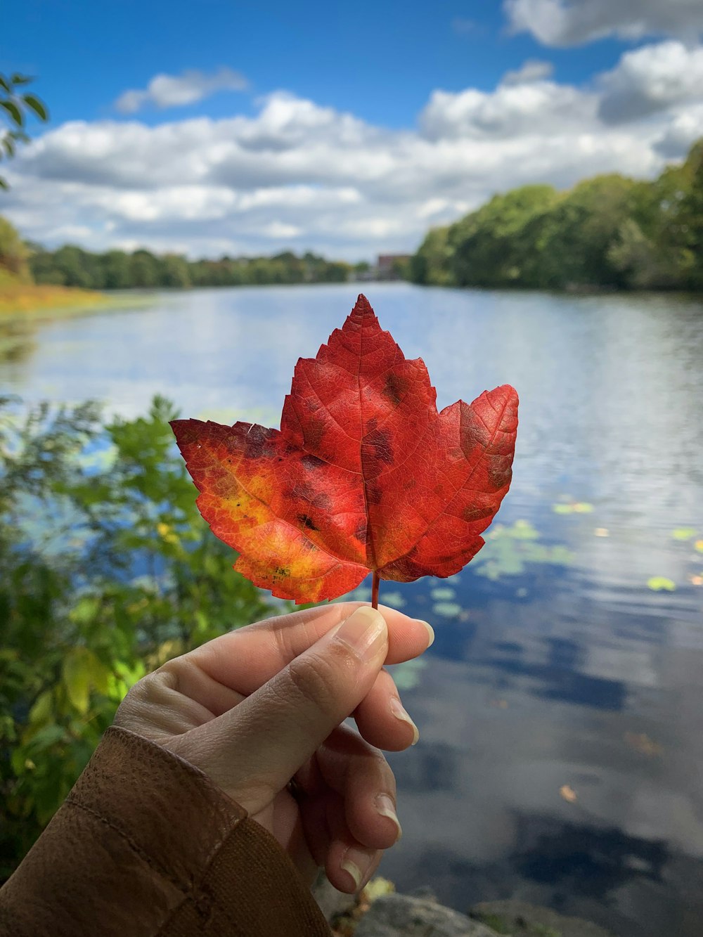 red maple leaf