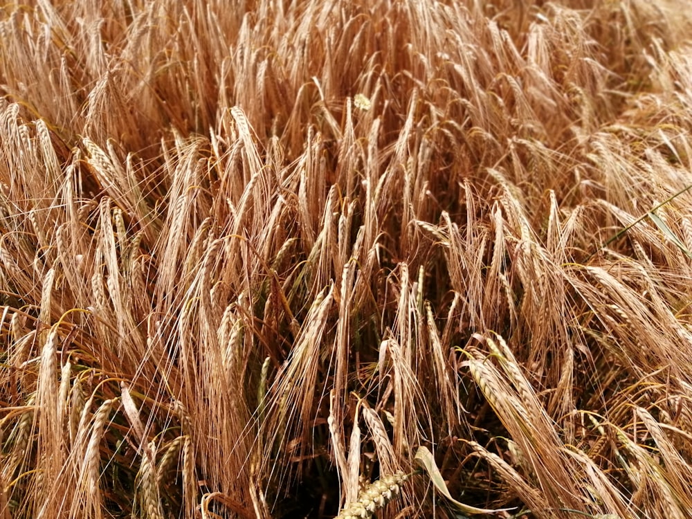 wheat field