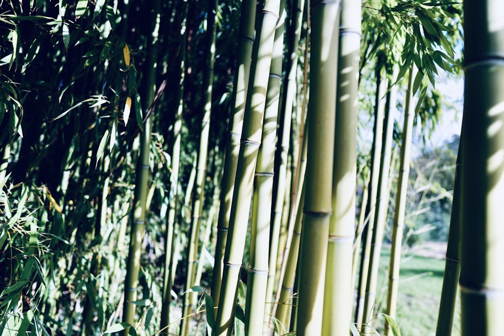 green bamboo tree