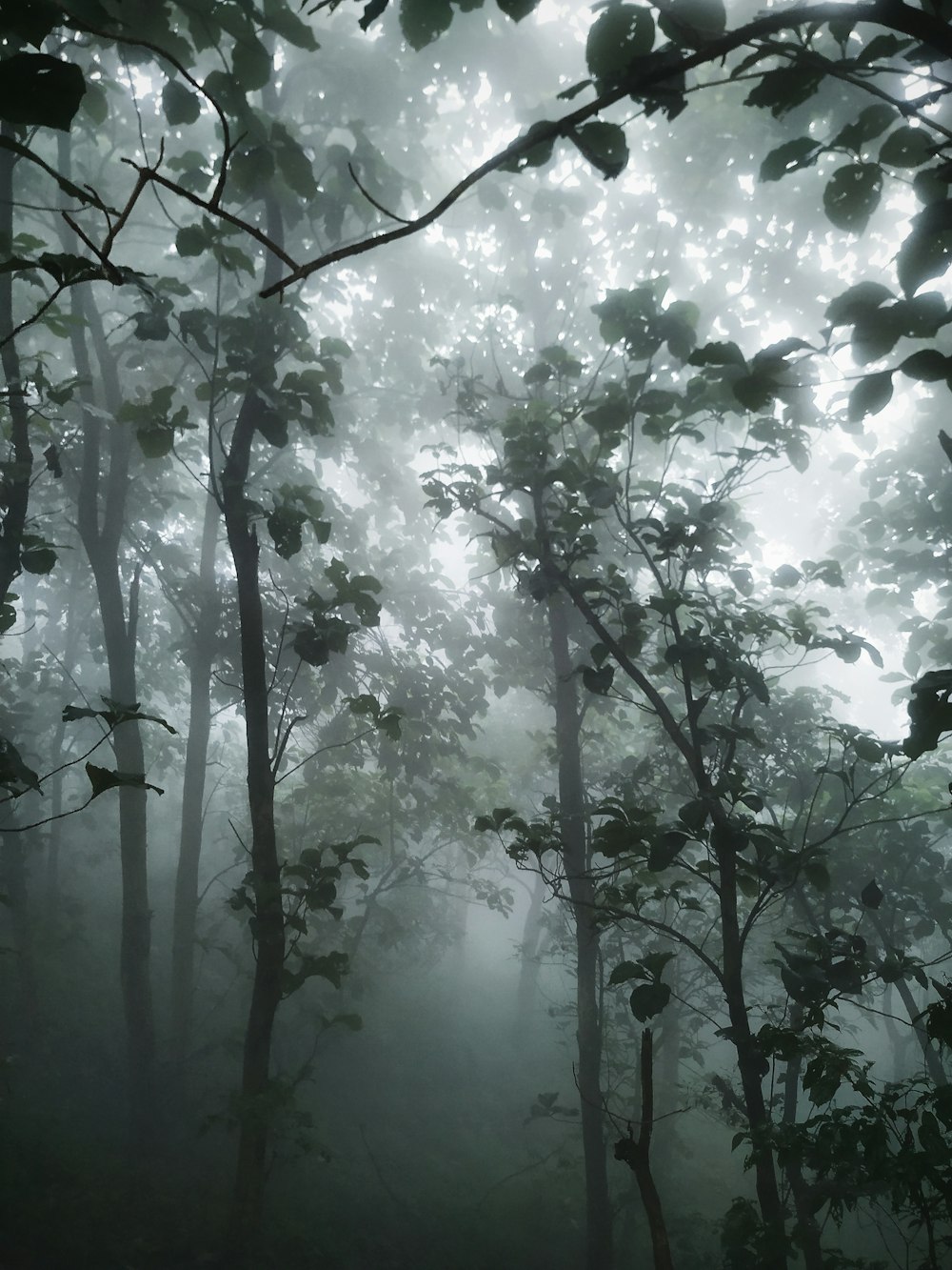 grayscale photography of trees