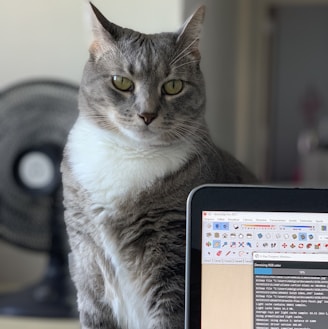 gray cat beside laptop computer