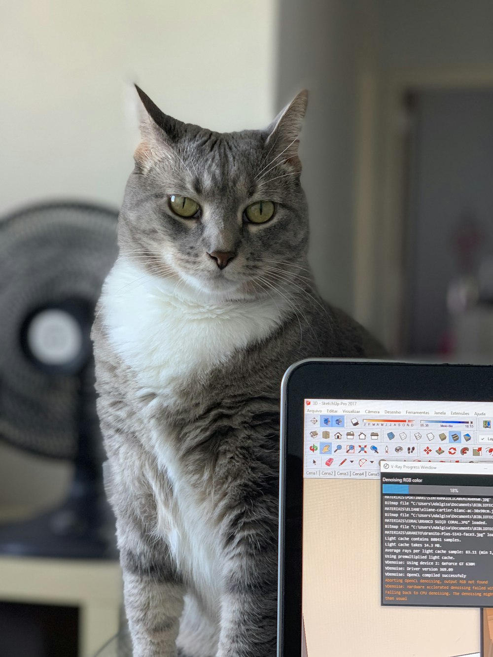 gray cat beside laptop computer