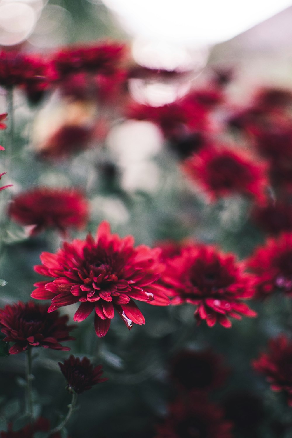 red petaled flowers