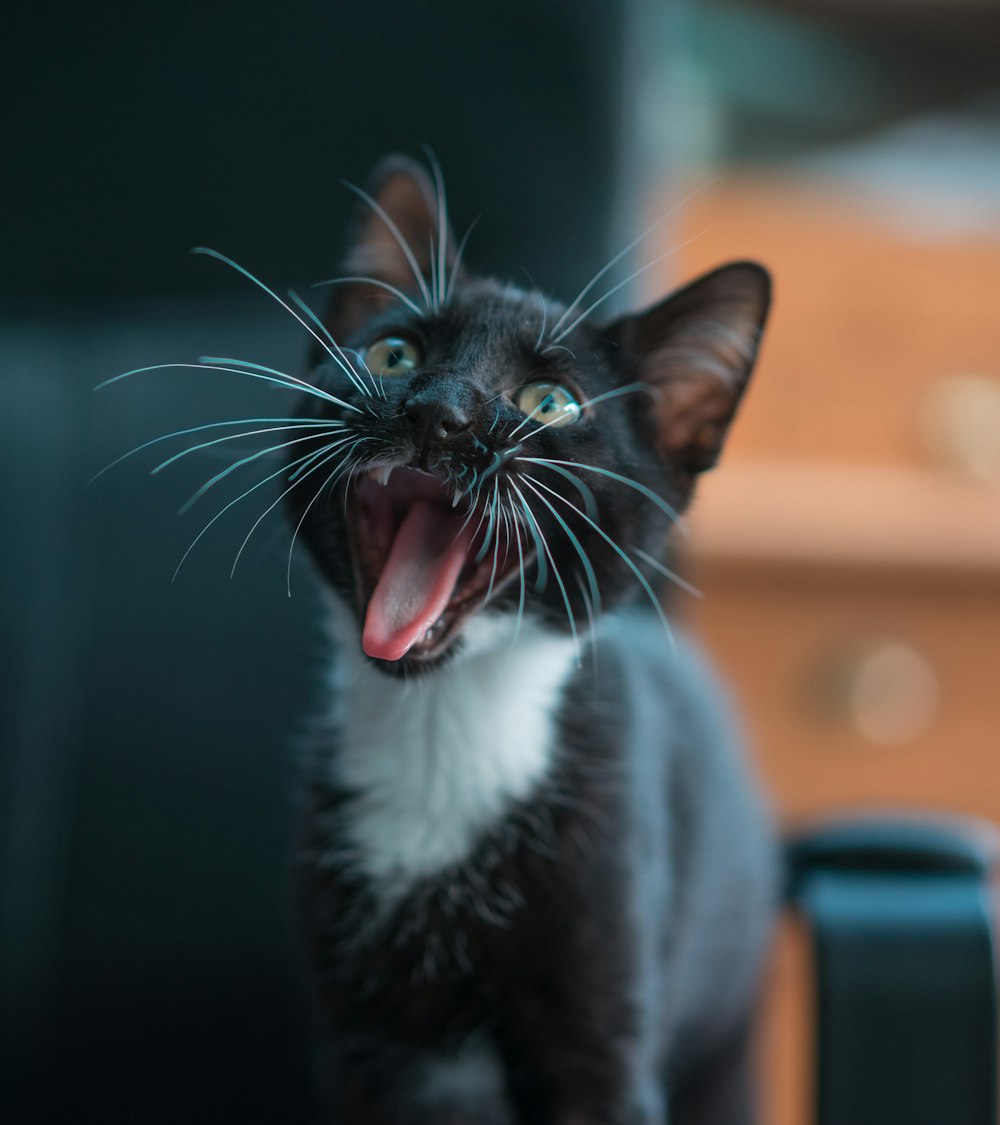 black and white cat