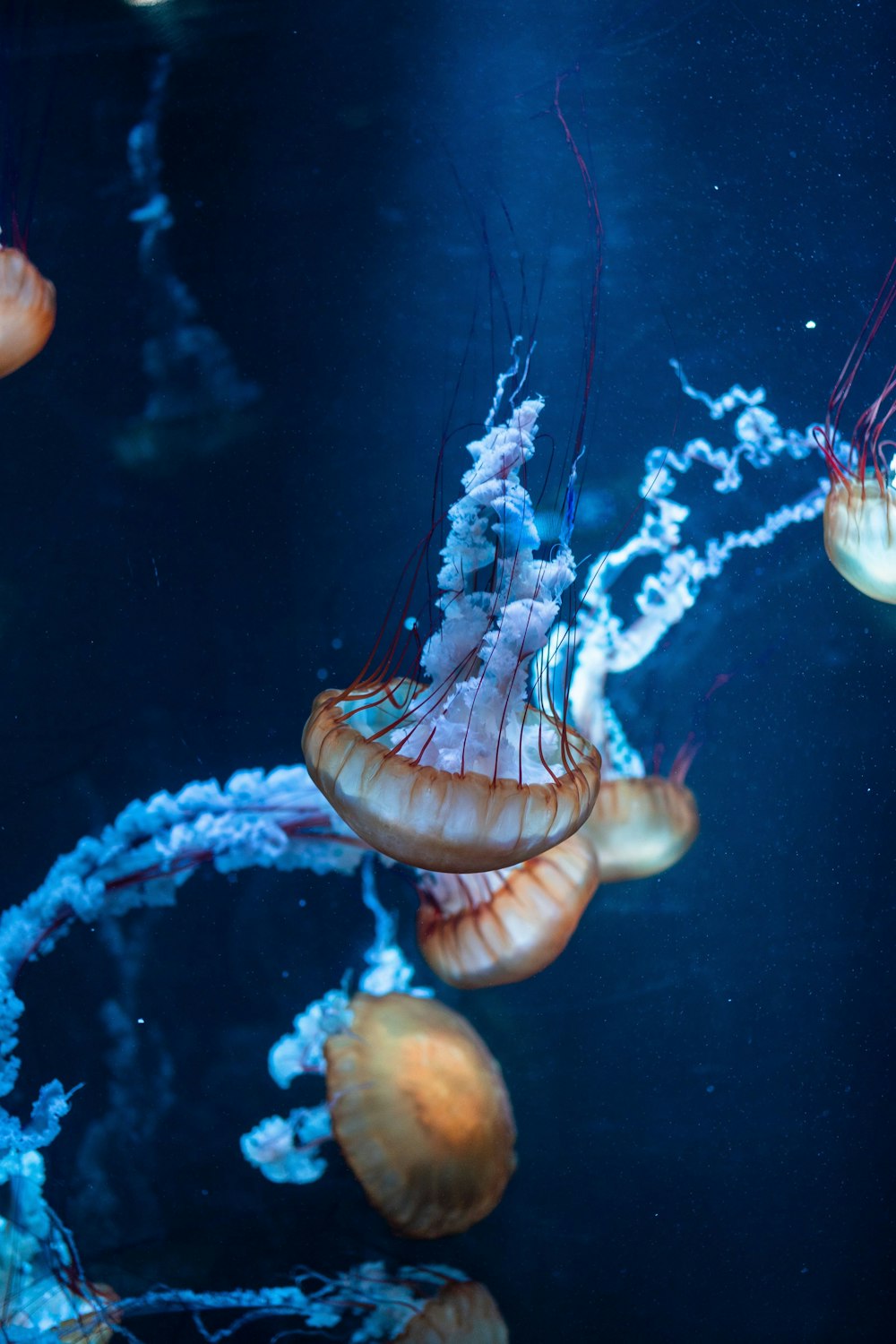 Eine Gruppe von Quallen, die in einem Aquarium schwimmen