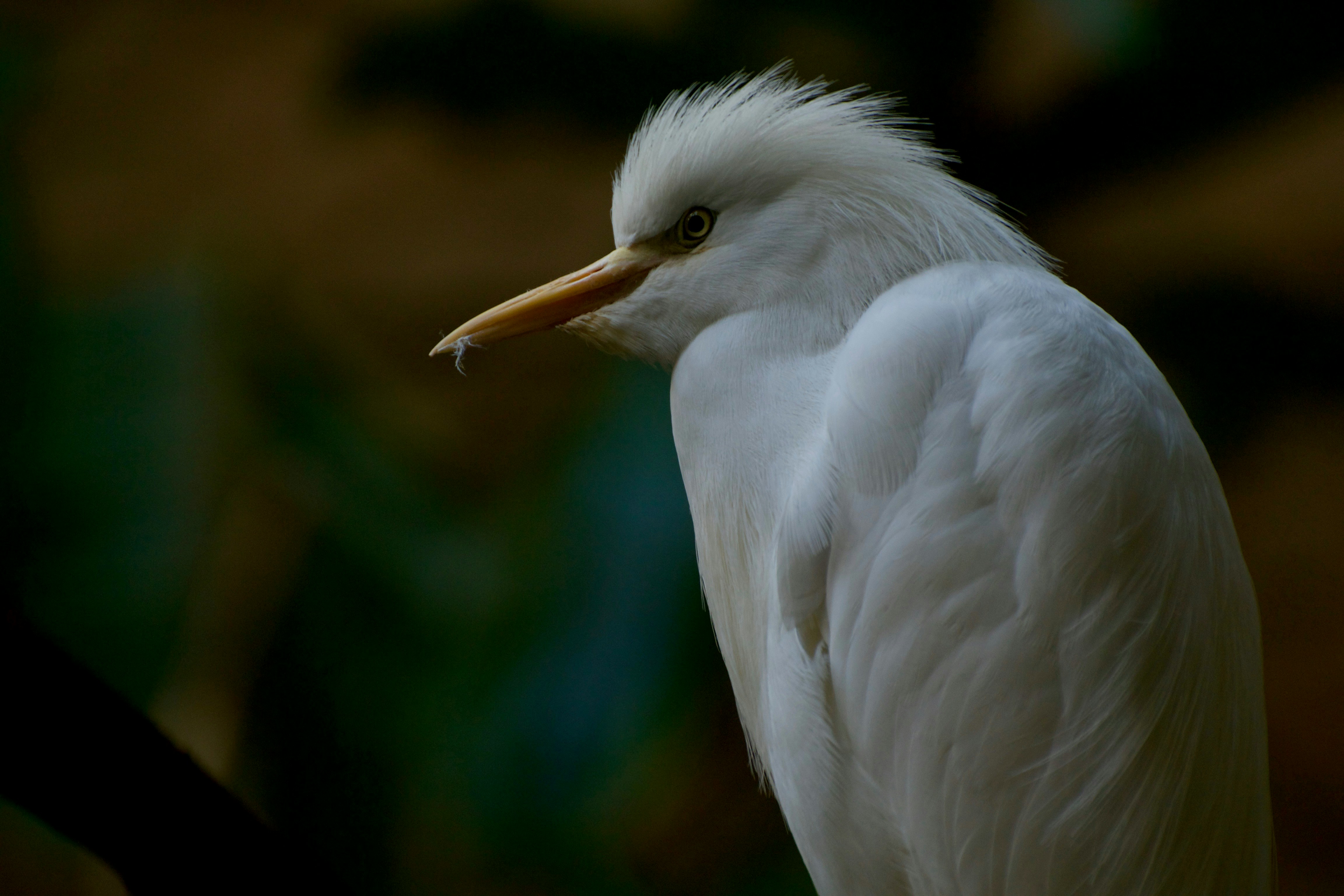 Photo by wildlifeofvera