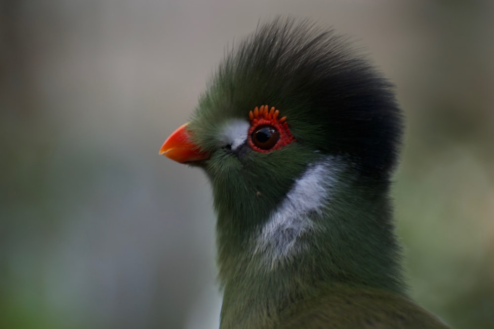 black and red bird close-up photography