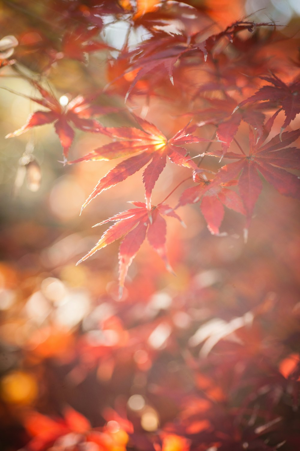 fotografia com foco seletivo de árvores de folhas marrons durante o dia