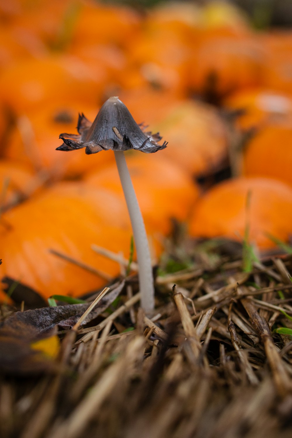 selective focus photography of brown flower beside orange pumpkins