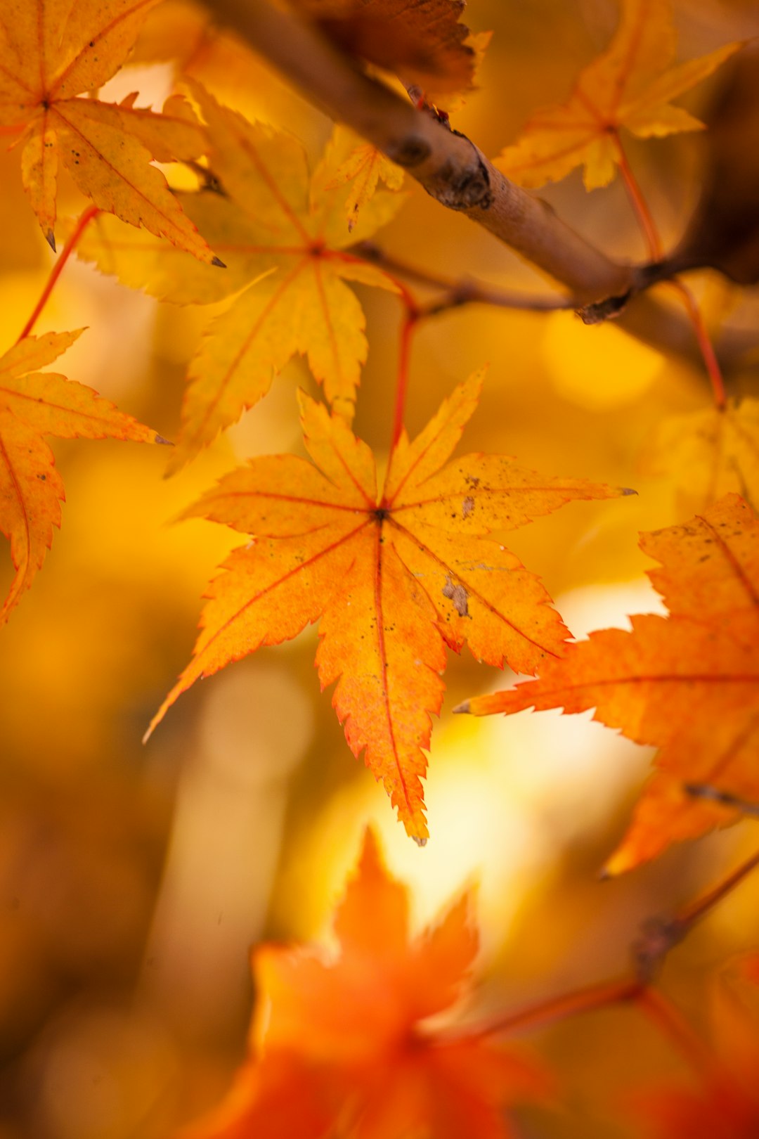 selective focus photography of brown-leafed trees