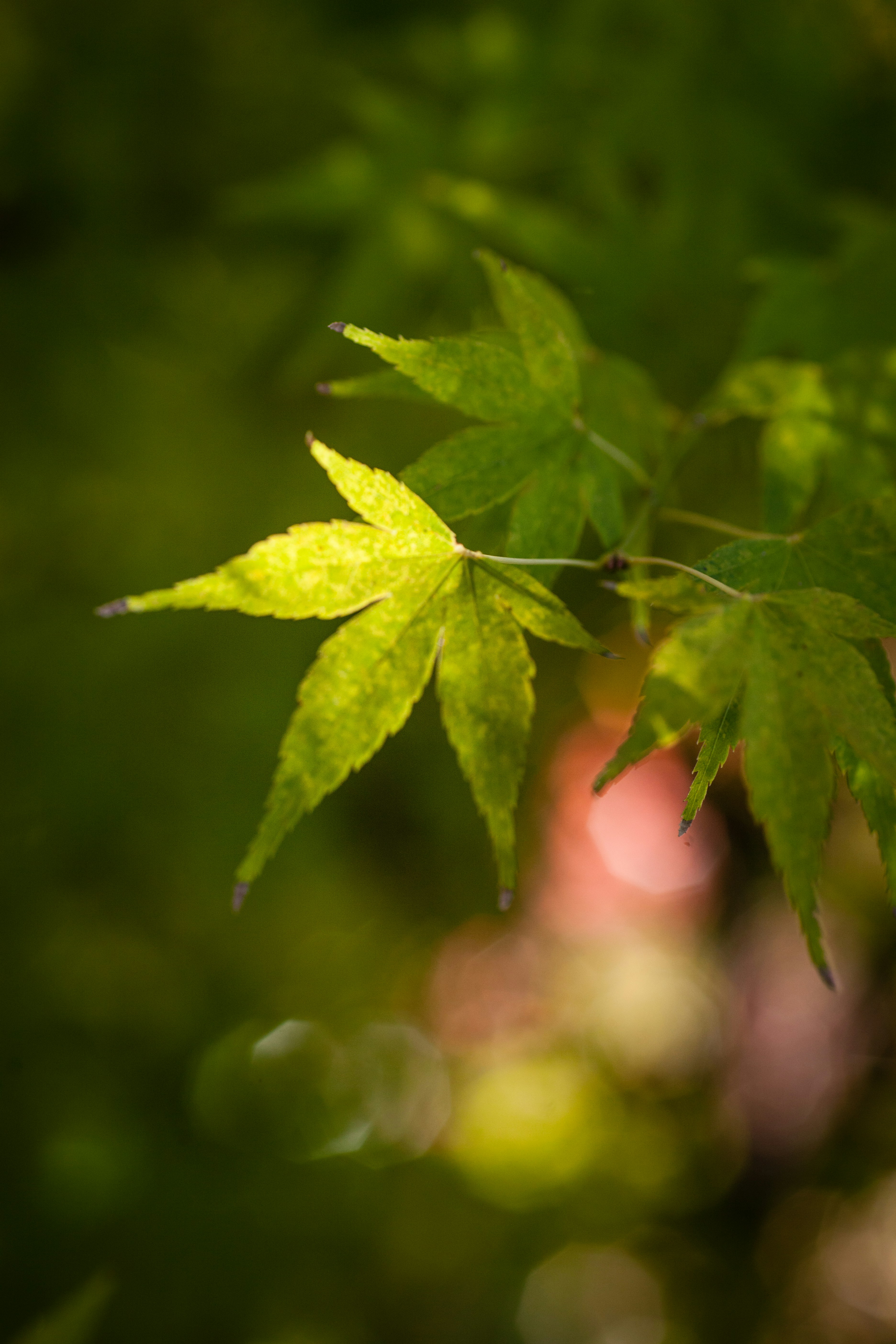 Photo by heathergill