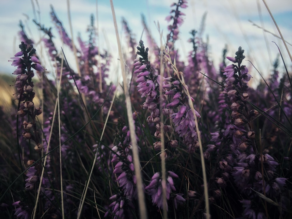 purple petaled flower lot