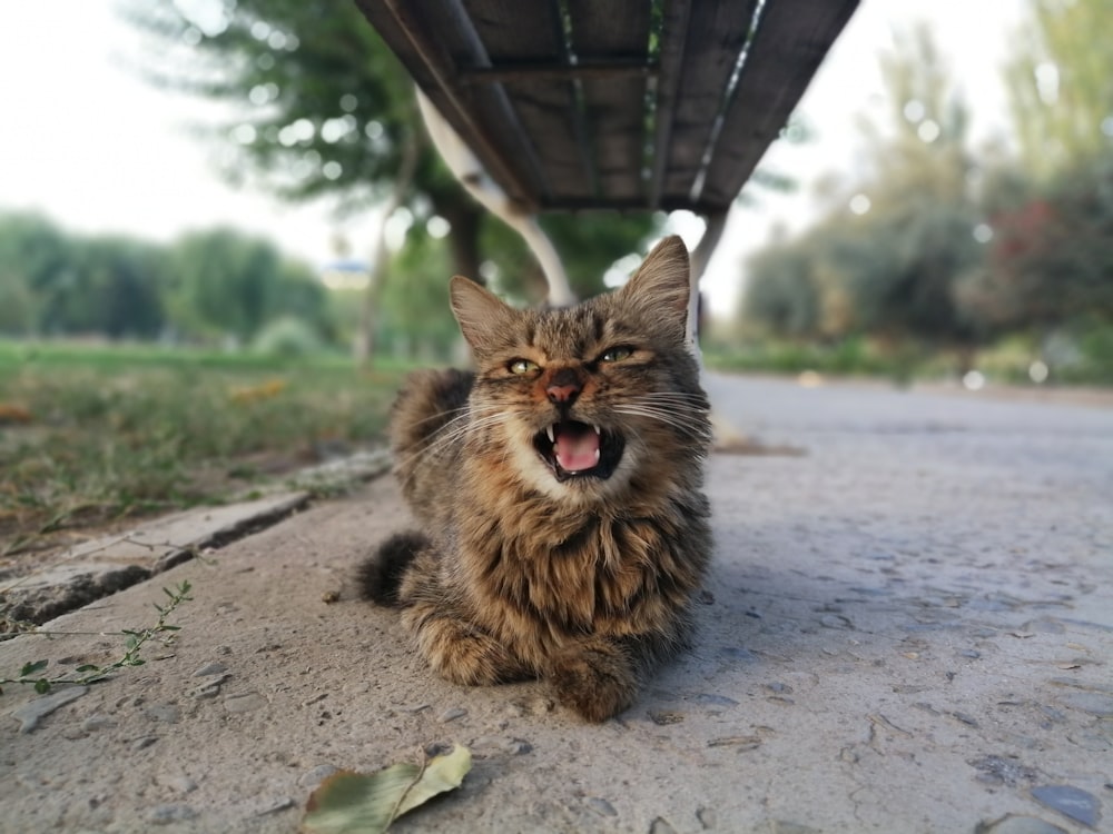 short-fur brown and black cat