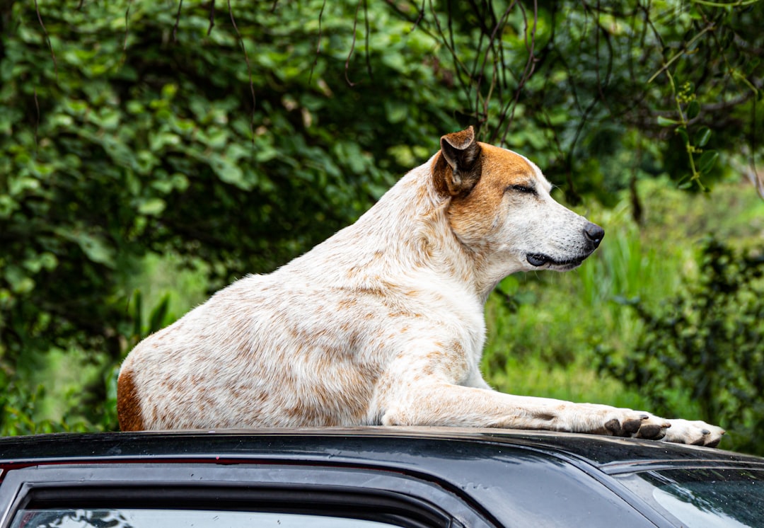 Dog on top of car