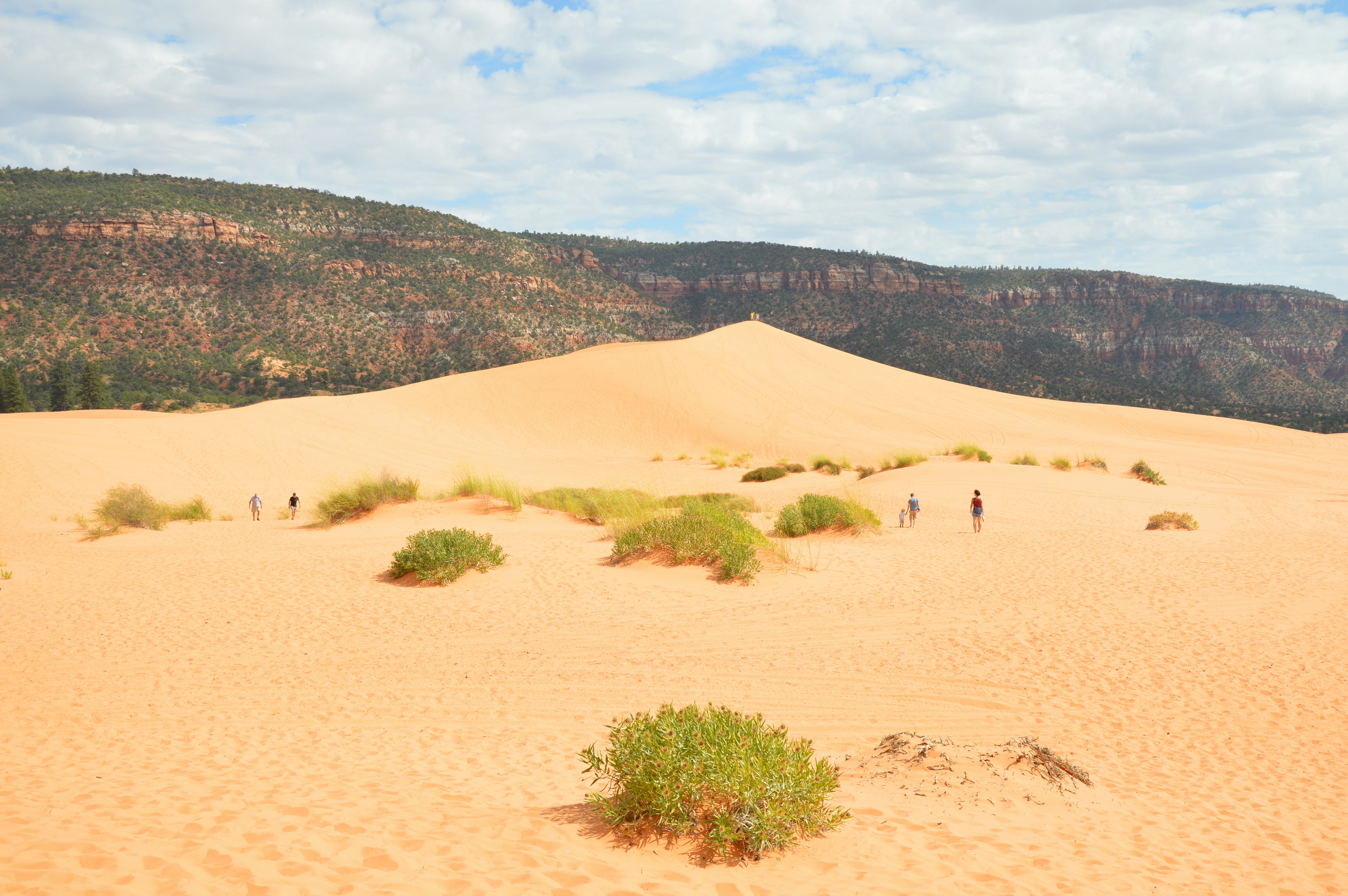 Coral Pink Sand Dunes BLM Open OHV Area