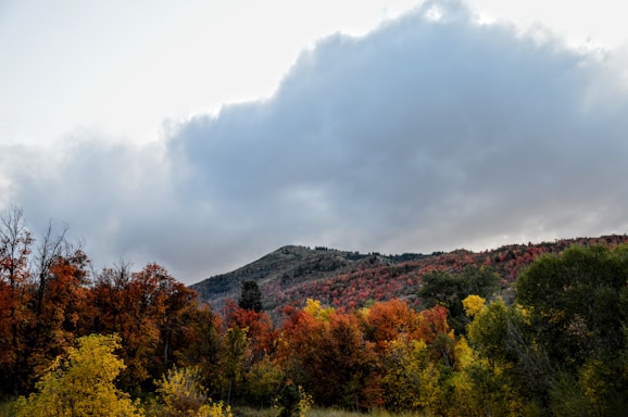 a mountain covered in lots of trees under a cloudy sky
