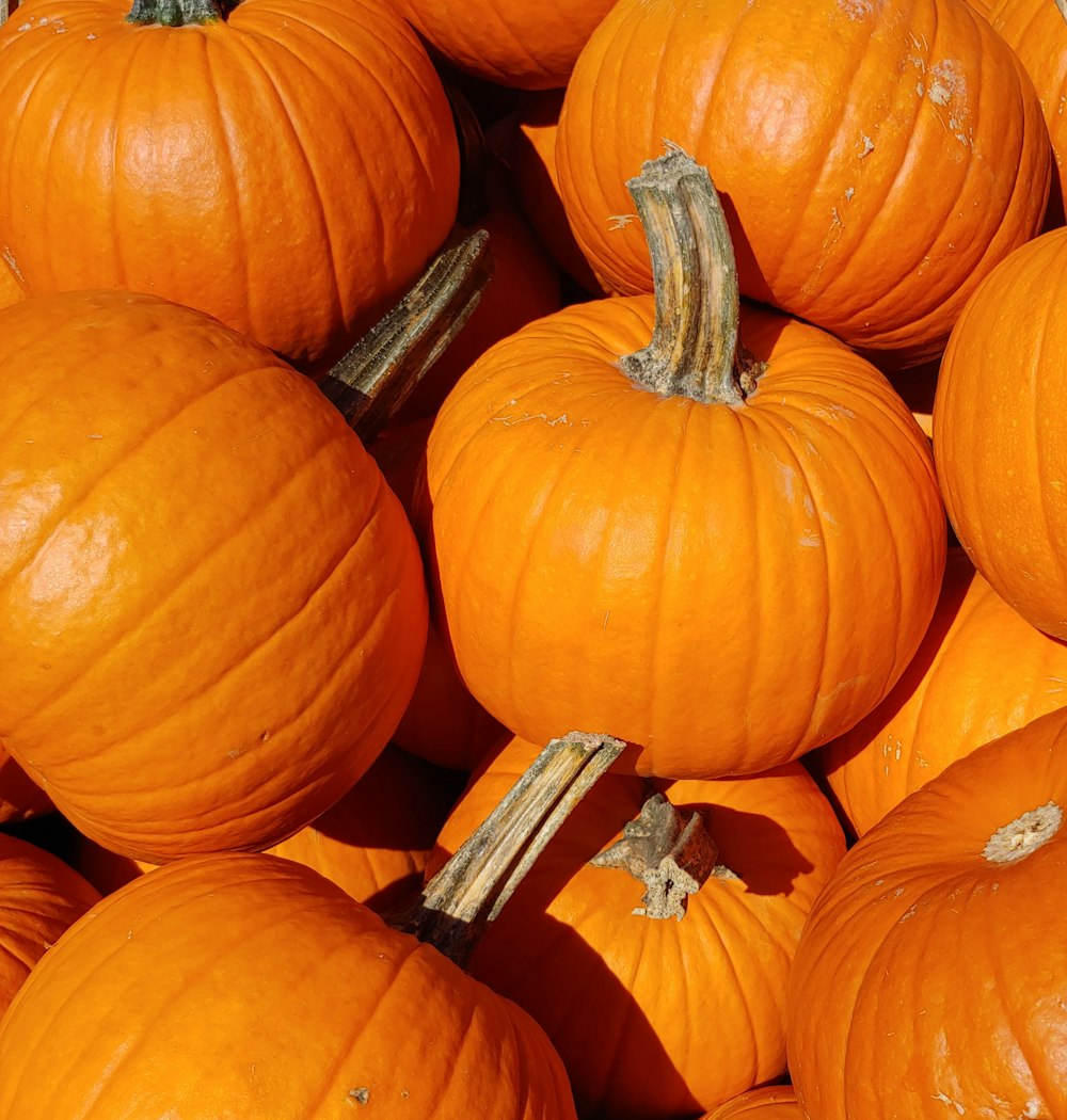 closeup photo of pumpkins