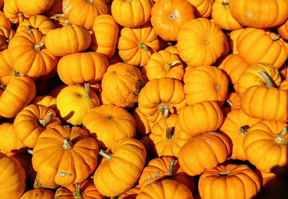 orange pumpkin lot