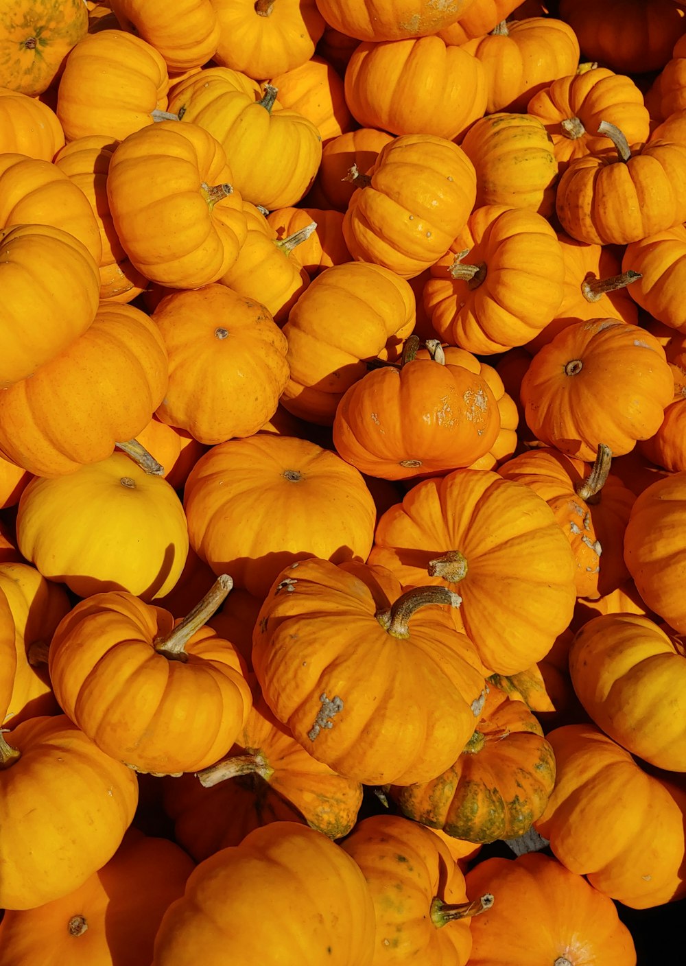 orange pumpkin lot