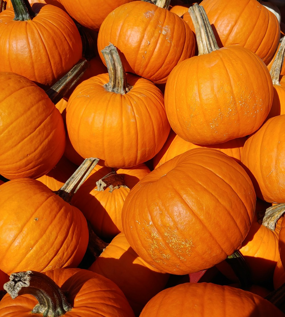 orange pumpkin lot