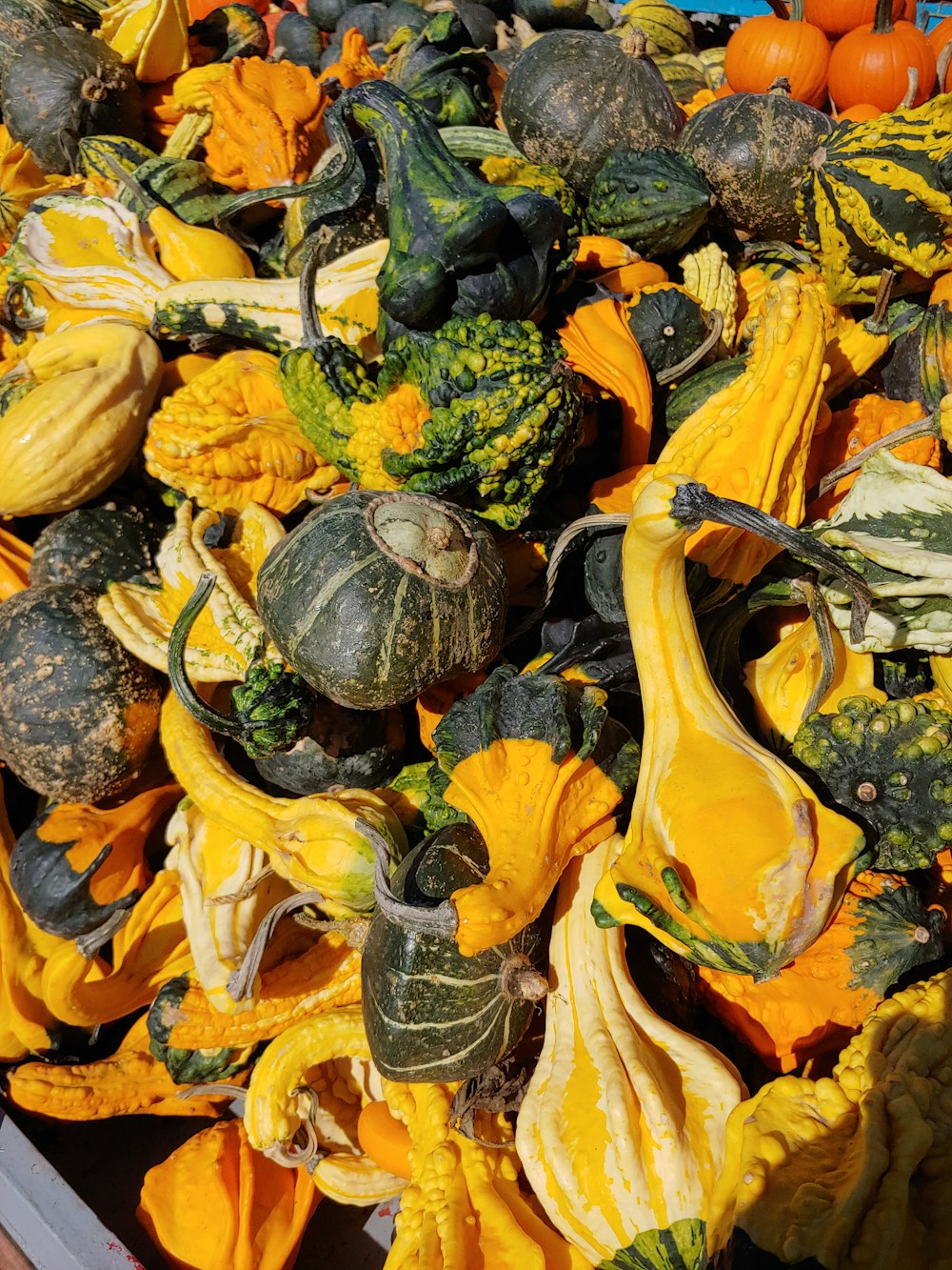 courges de couleurs assorties