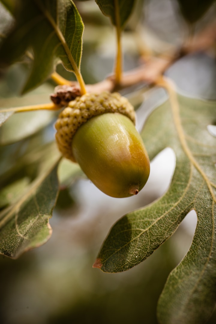 An Acorns tale. 