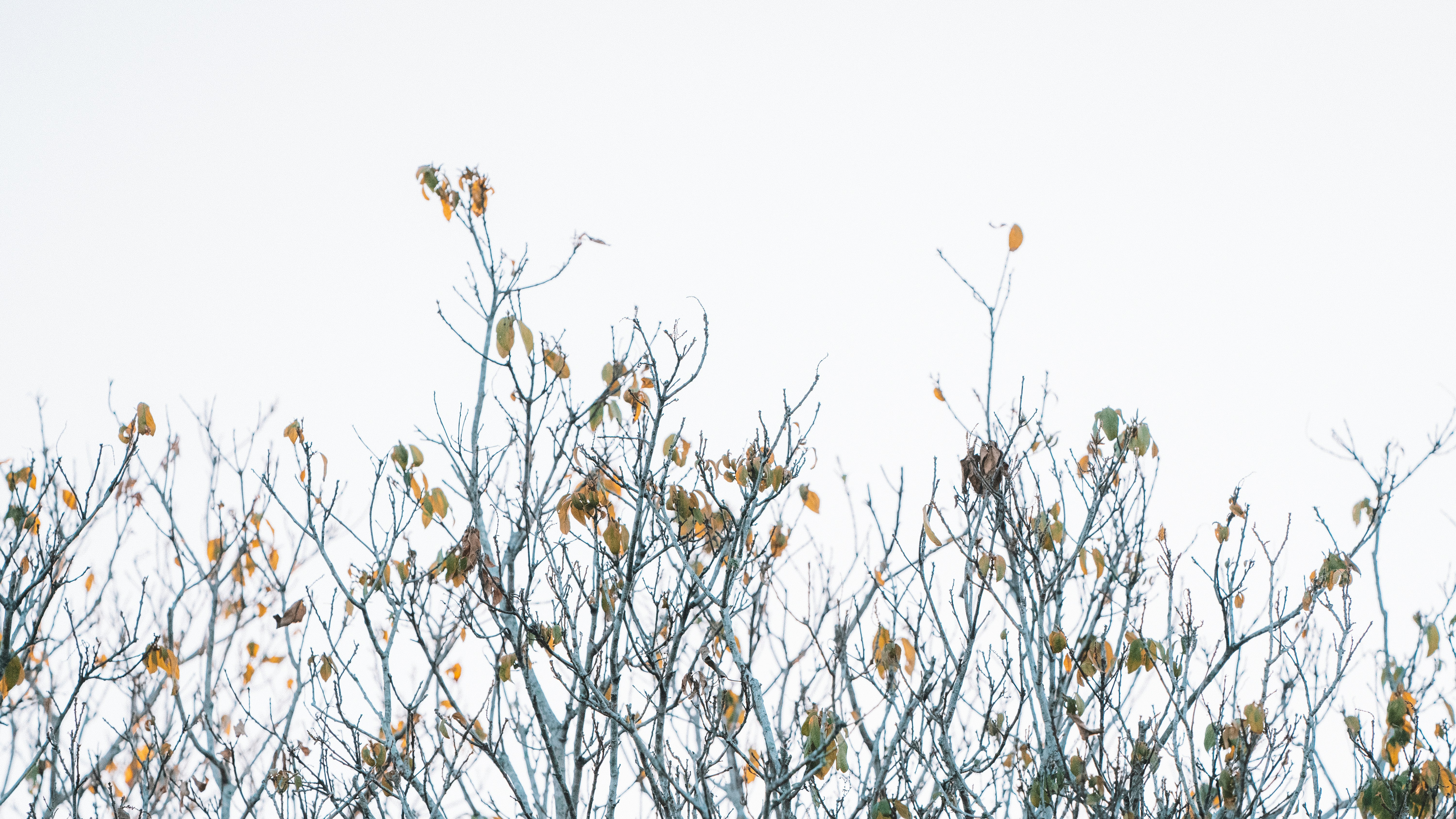 Photo by angus_buchanan