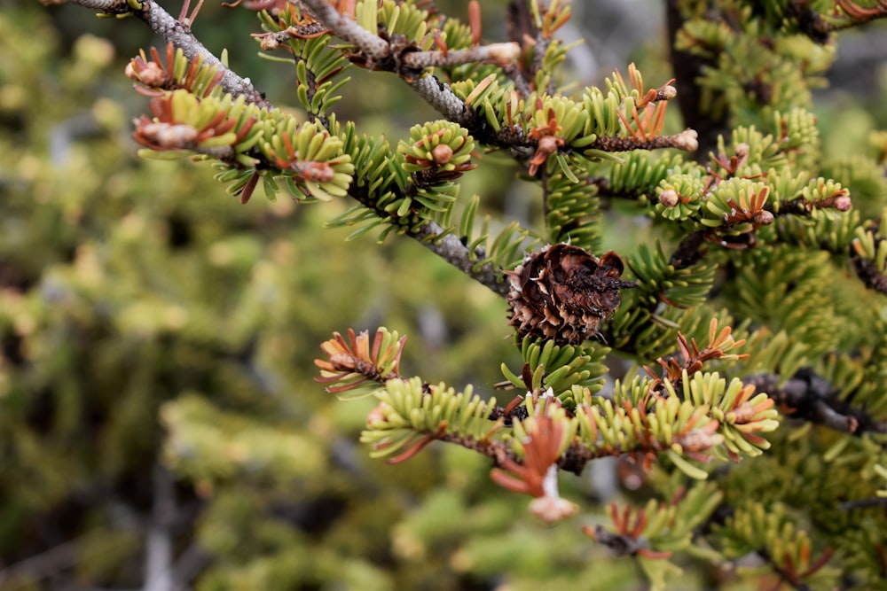 a close up of a pine tree with cones