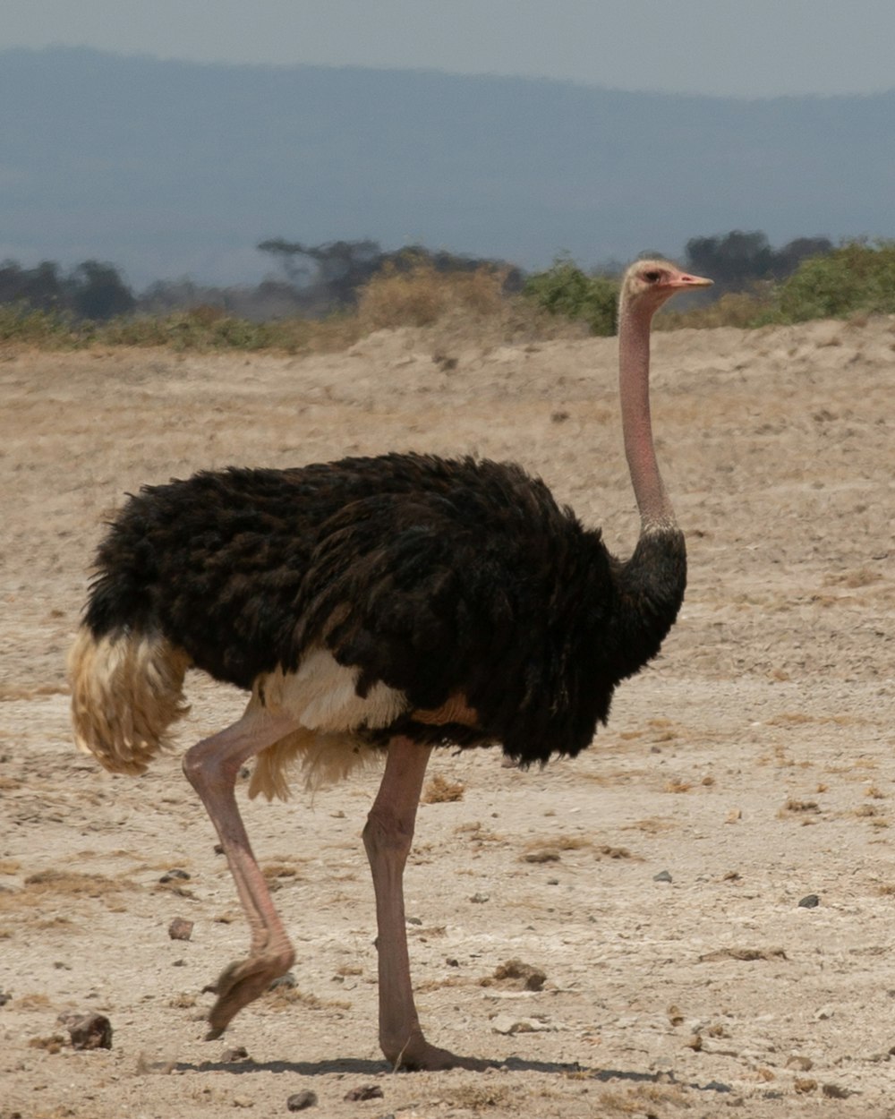 Fotografia da vida selvagem de avestruz preto e marrom