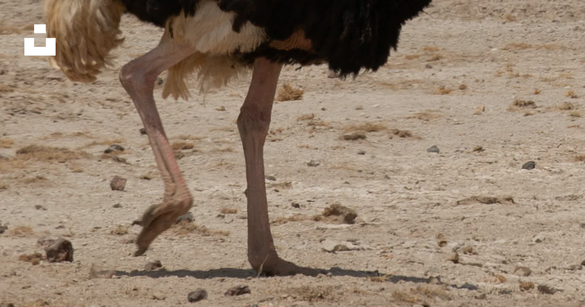 Buff Ostrich Wildlife photography of black and brown ostrich photo – Free Black ...