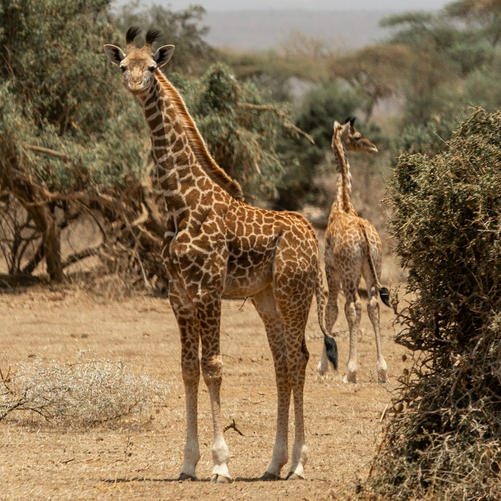 wildlife photography of brown giraffe during daytime