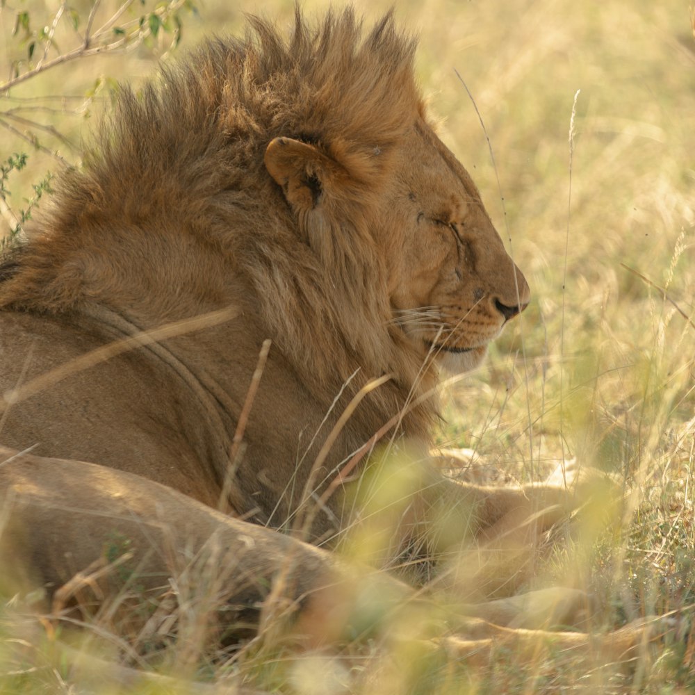 wildlife photography of lion lying on brown grass