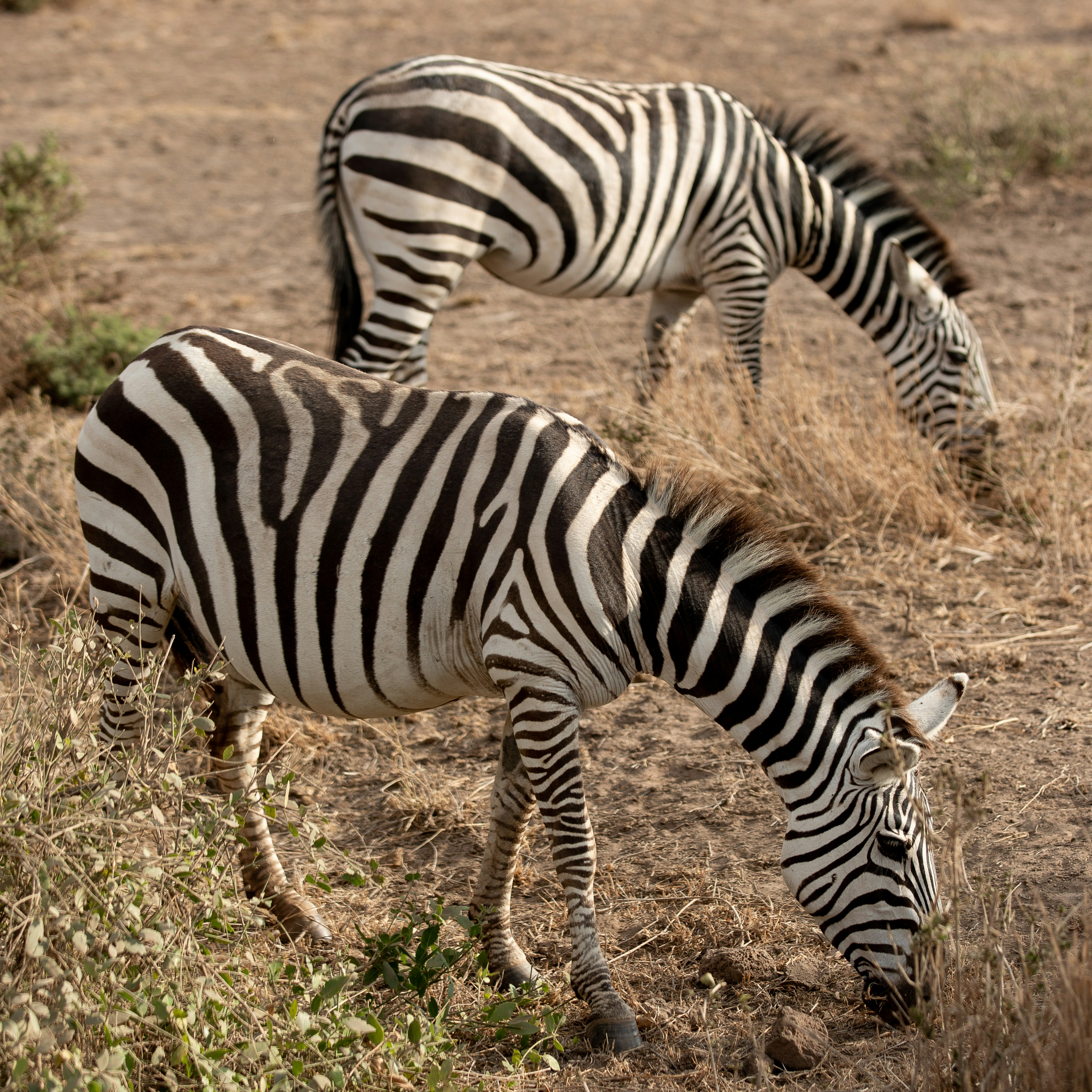 two zebra on brown grass field