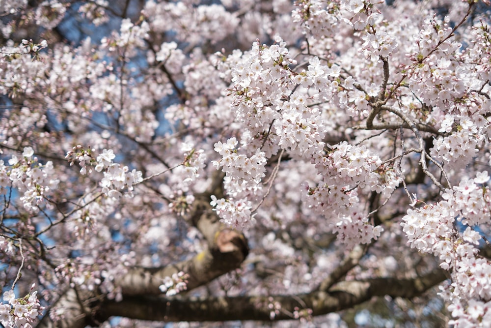 white petaled flowers