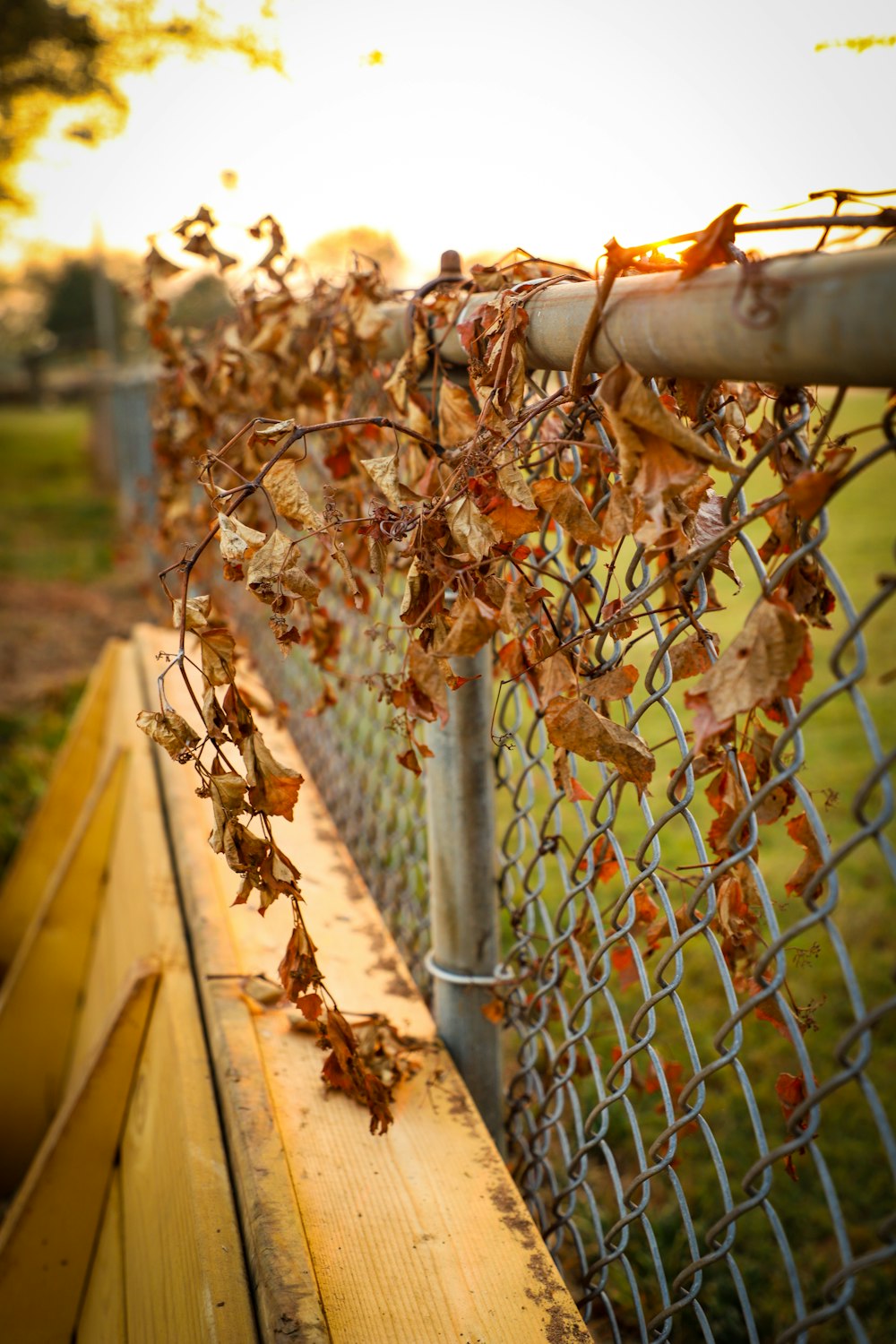 brown leaf on cyclone fence