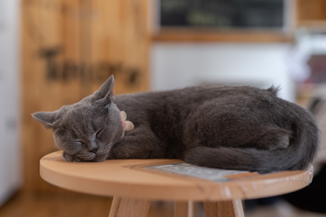 gray coated cat on brown wooden stool