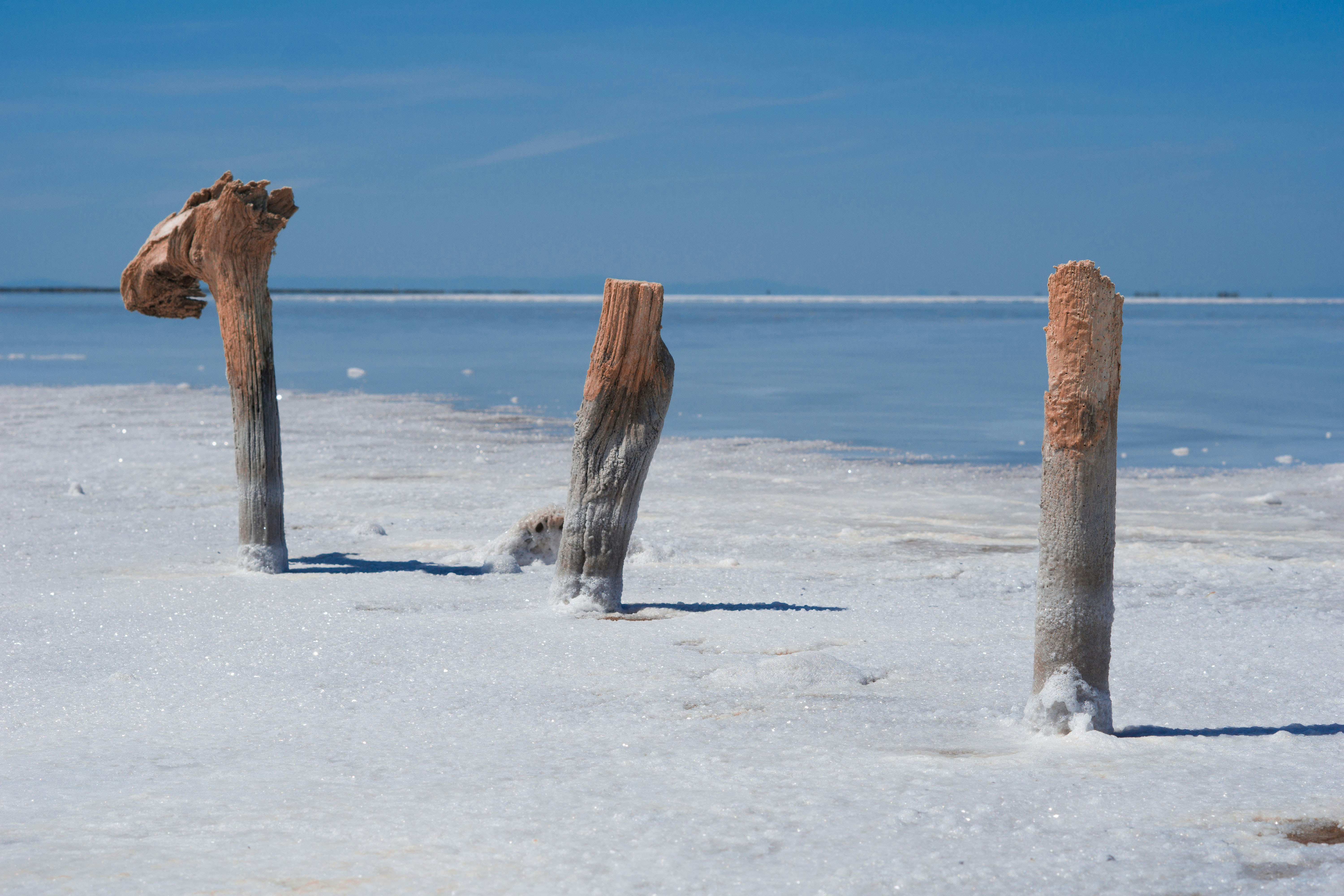 three woods photo Free Wood Image on Unsplash