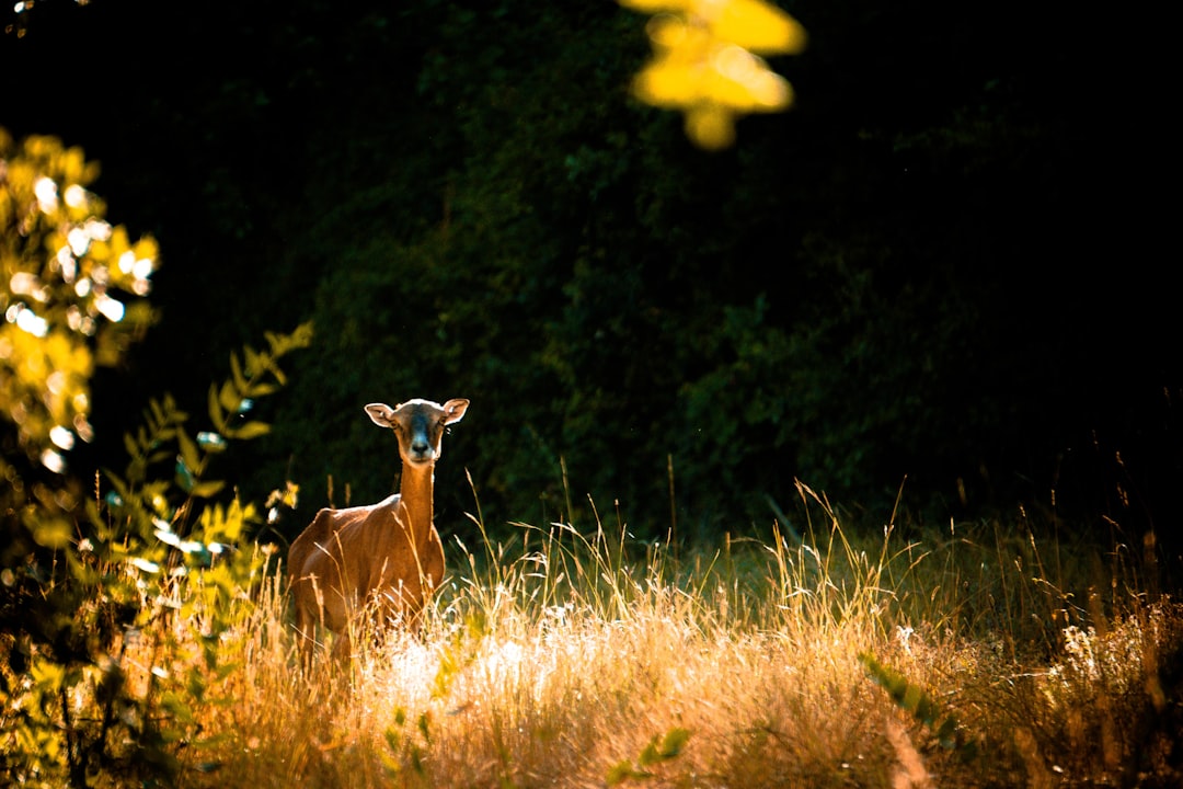 brown deer surrounded by grass