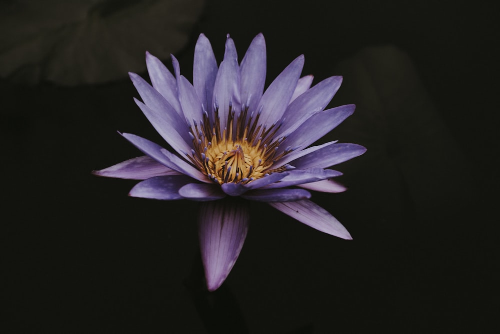 purple petaled flower