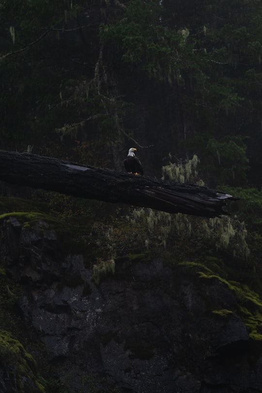 bald eagle on log in Campbell River Canada