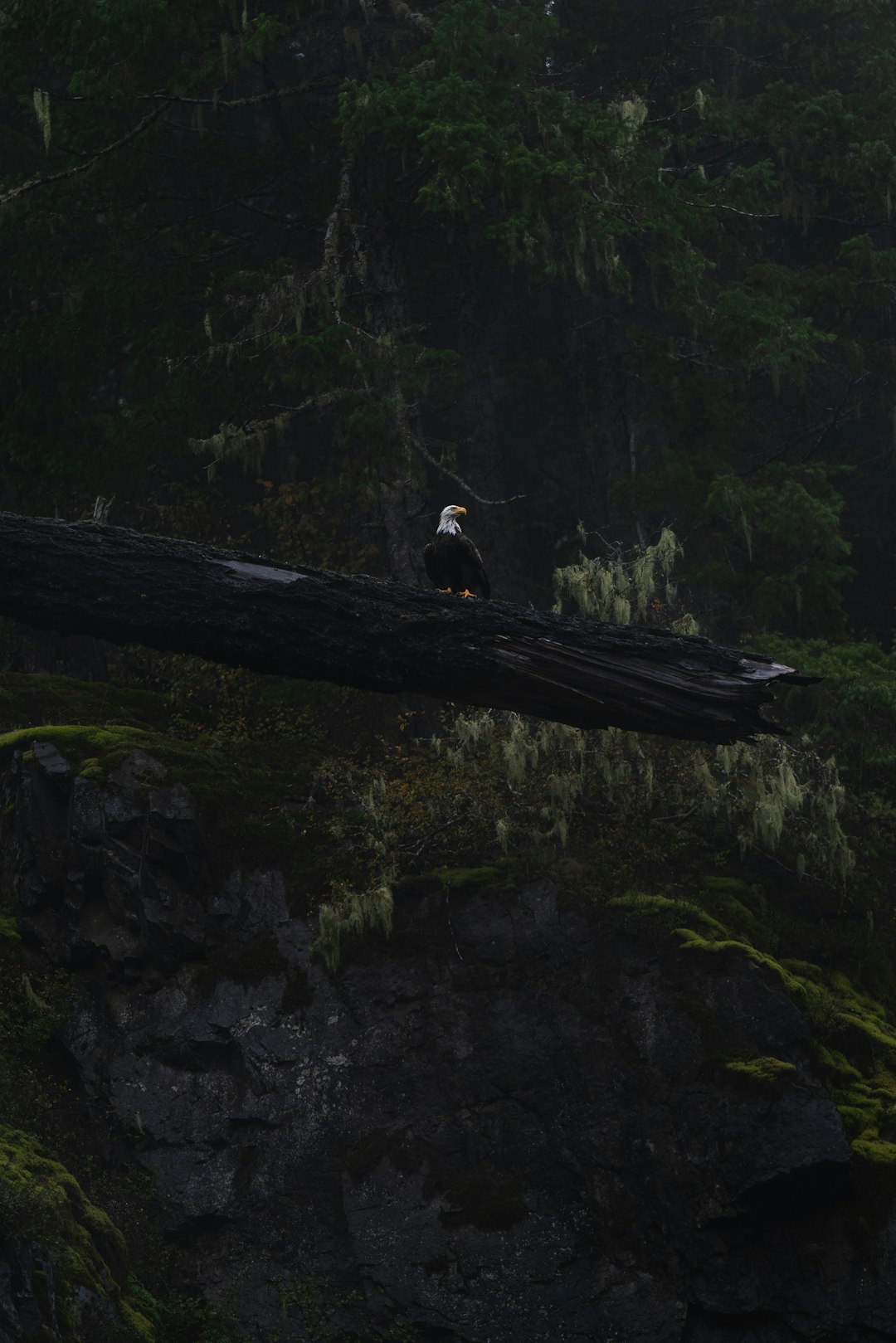 photo of Campbell River Forest near Rebecca Spit Marine Provincial Park