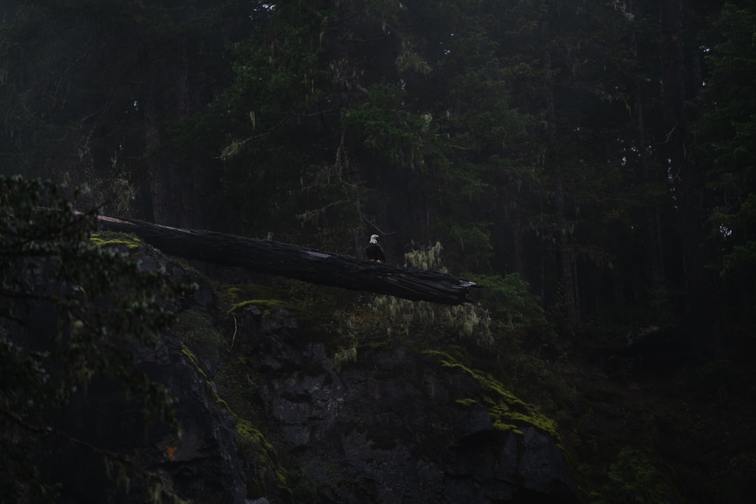 photo of Campbell River Forest near Rebecca Spit Marine Provincial Park